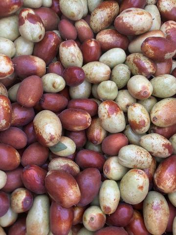 Fresh Jujube