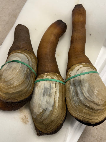 Fresh Live Wild Geoduck