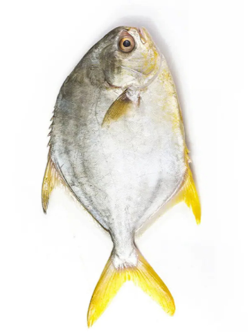 Golden Pompano