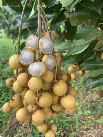 Longan Vietnam