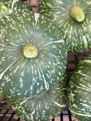 Kabocha Squash