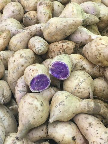 Hawaiian Purple Yam - Medium