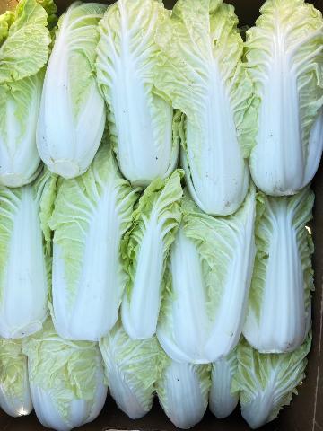 Baby Napa Cabbage