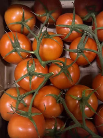 Tomato Cluster