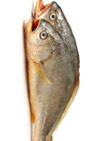 Wild Yellow Croaker