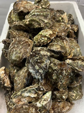 Live Pacific Oysters in Shell