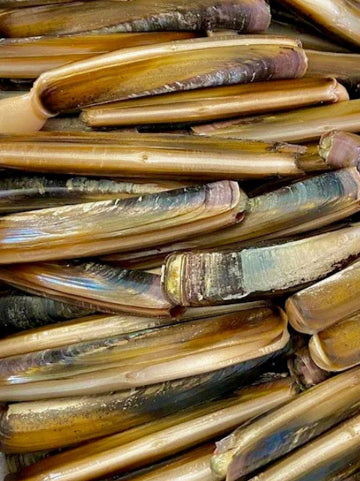 Fresh Live Long Razor clams