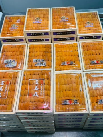 日本A級海膽