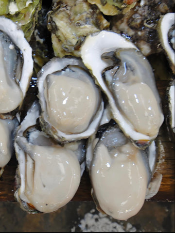 Live Pacific Oysters in Shell