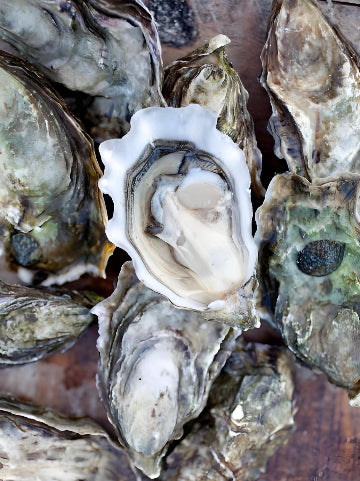 Live Pacific Oysters in Shell