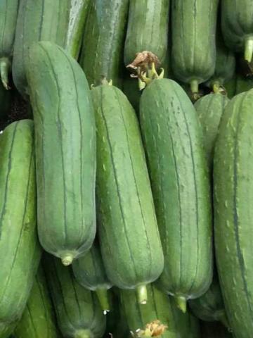Sui Qua - Luffa Cylindrica