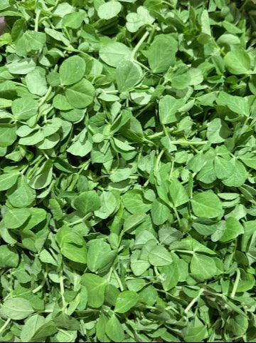 Sugar Pea Leaves