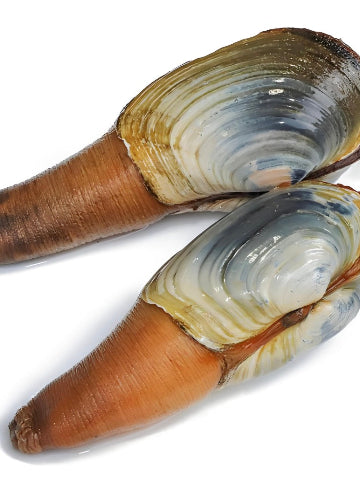 Wild Geoduck