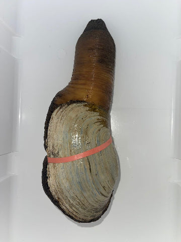 Fresh Live Wild Geoduck