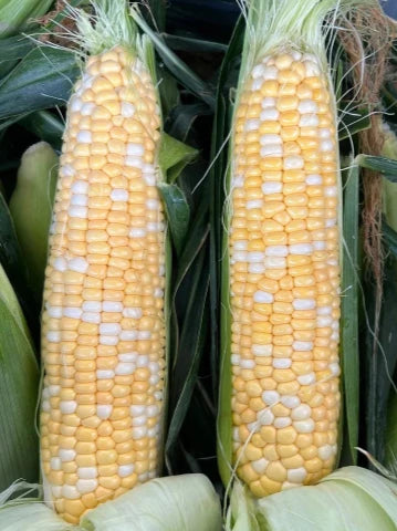 Bi-Color Corn