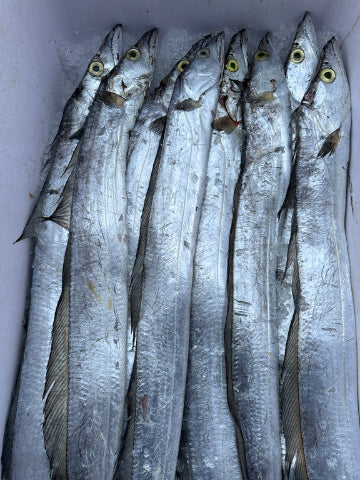 Wild Belt Fish