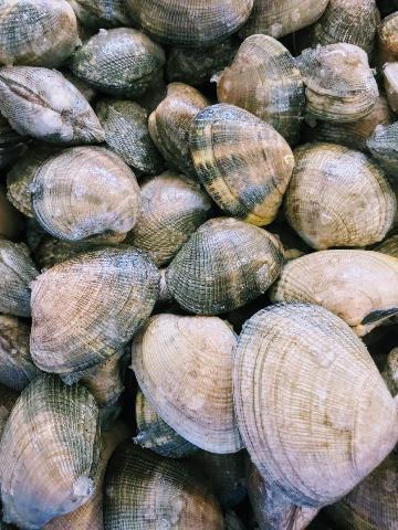 Fresh Live Manila Clam