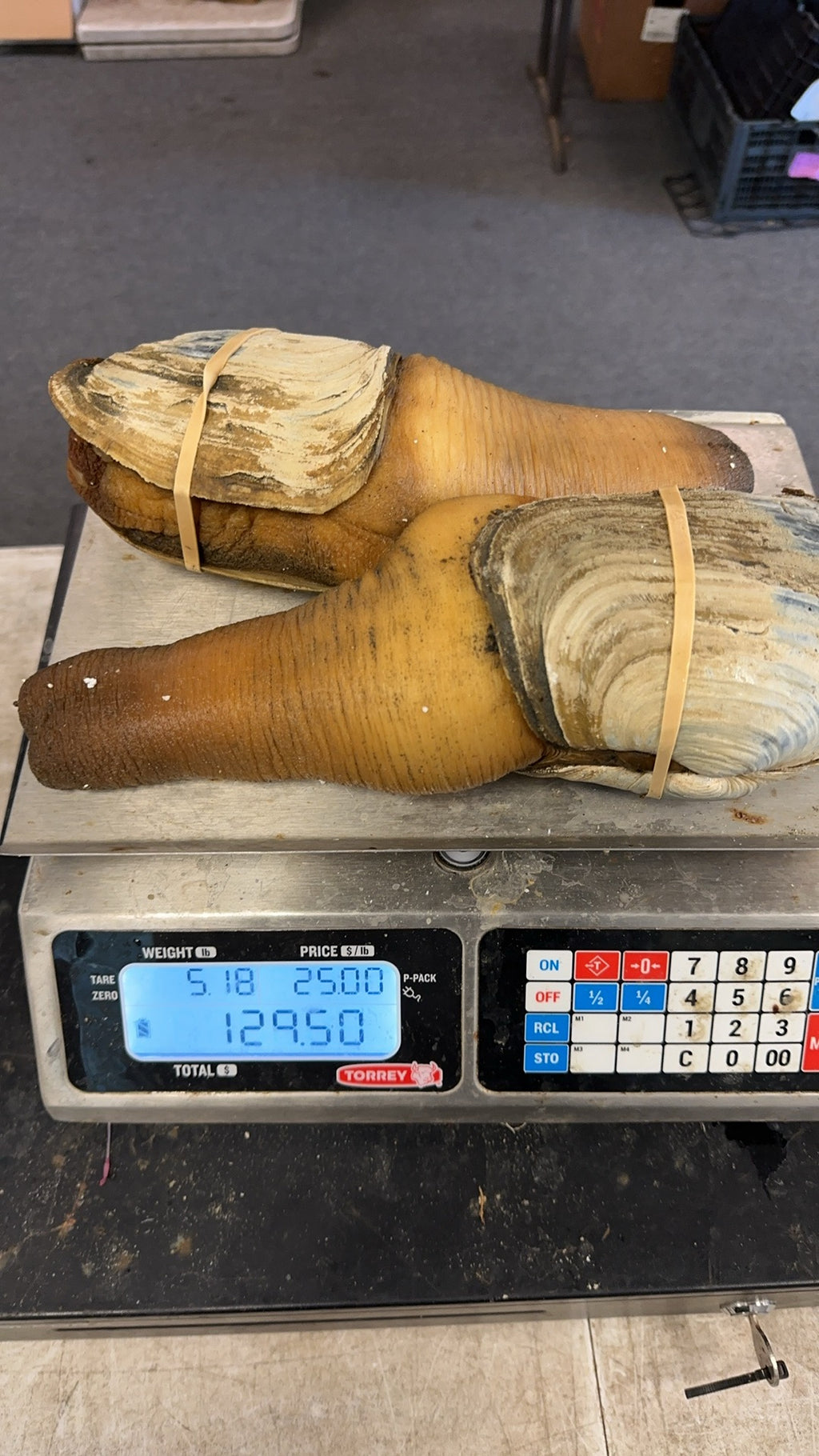 Wild Geoduck